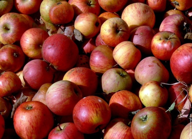 Découvrez nos produits du verger, élaborés à partir de fruits de qualité et du savoir-faire local. Des saveurs authentiques et gourmandes signées le Verger de Kermabo.